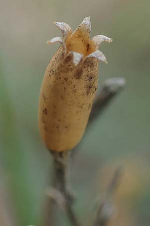 Silene multiflora \ Vielbltige Lichtnelke / Many-Flowered Catchfly, A Seewinkel, Apetlon 26.9.2022