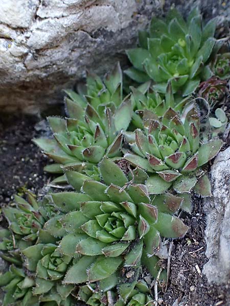 Sempervivum montanum subsp. stiriacum \ Steirische Berg-Hauswurz, A Kärnten, St. Paul im Lavanttal 4.4.2023