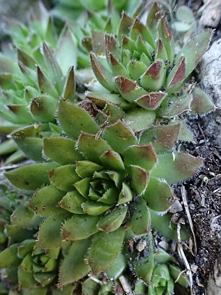 Sempervivum montanum subsp. stiriacum \ Steirische Berg-Hauswurz, A Kärnten, St. Paul im Lavanttal 4.4.2023