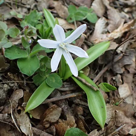 Scilla mischtschenkoana \ Persischer Blaustern, Kaukasische Sternhyazinthe / Early Scilla, White Squill, A Wien 6.3.2024