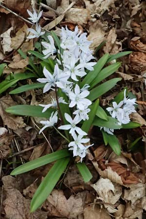 Scilla mischtschenkoana \ Persischer Blaustern, Kaukasische Sternhyazinthe / Early Scilla, White Squill, A Wien 6.3.2024