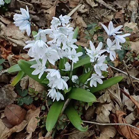 Scilla mischtschenkoana \ Persischer Blaustern, Kaukasische Sternhyazinthe / Early Scilla, White Squill, A Wien-Oberlaa 6.3.2024