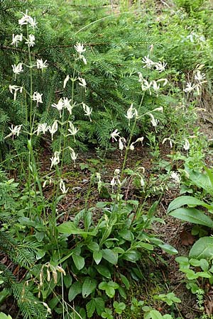 Silene nutans \ Nickendes Leimkraut / Nottingham Catchfly, A Frein an der Mürz 3.7.2020