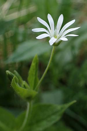 Stellaria nemorum \ Hain-Sternmiere / Wood Stitchwort, A Wölzer Tauern, Kleiner Zinken 26.6.2021