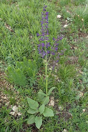 Salvia nemorosa \ Hain-Salbei, Steppen-Salbei, A Perchtoldsdorf 7.5.2022