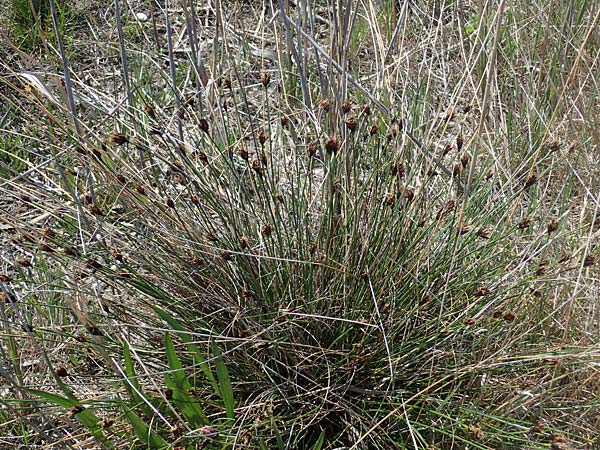 Schoenus nigricans \ Schwrzliche Kopfbinse, A Seewinkel, Podersdorf 10.5.2022