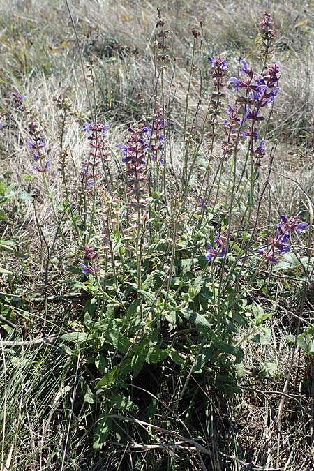 Salvia nemorosa \ Hain-Salbei, Steppen-Salbei, A Seewinkel, Apetlon 23.9.2022