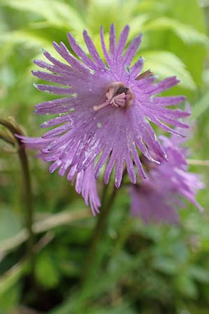 Soldanella alpina \ Alpenglckchen / Alpine Snowbell, A Kärnten/Carinthia, Feistritz im Rosental 17.5.2016