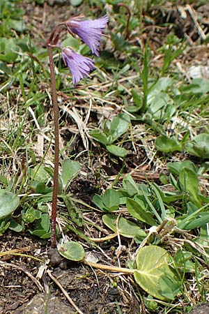 Soldanella alpina \ Alpenglckchen, A Schneealpe 30.6.2020