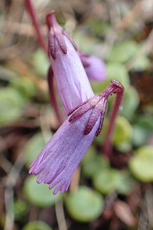 Soldanella austriaca \ sterreicher Alpenglckchen / Austrian Soldanella, A Schneealpe 30.6.2020