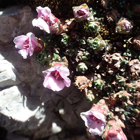 Saxifraga oppositifolia subsp. blepharophylla \ Wimperblttriger Steinbrech, A Dachstein 10.7.2020