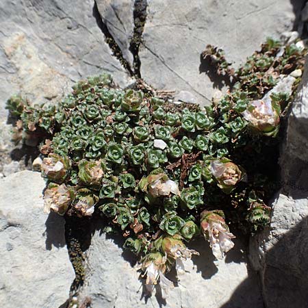 Saxifraga oppositifolia subsp. blepharophylla \ Wimperblättriger Steinbrech / Ciliary-Leaved Saxifrage, A Dachstein 10.7.2020