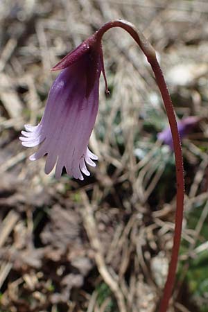 Soldanella pusilla / Dwarf Soldanella, Dwarf Snowbell, A Seetaler Alpen, Zirbitzkogel 28.6.2021