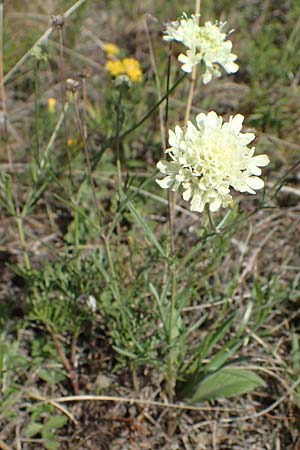 Scabiosa ochroleuca \ Gelbe Skabiose / Yellow Scabious, A Perchtoldsdorf 22.9.2022