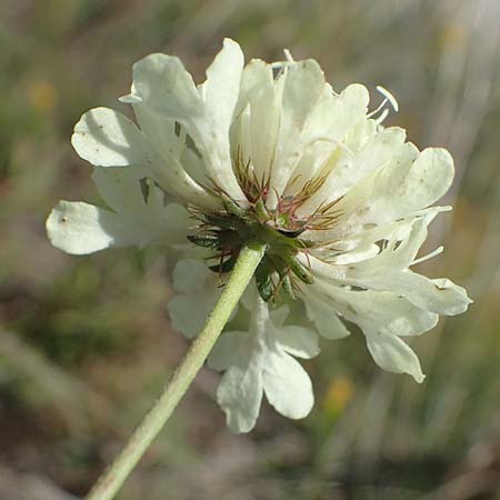 Scabiosa ochroleuca \ Gelbe Skabiose, A Perchtoldsdorf 22.9.2022