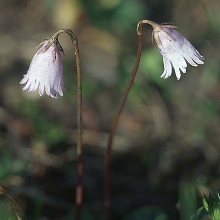 Soldanella pusilla \ Kleines Alpenglckchen / Dwarf Soldanella, Dwarf Snowbell, A Großglockner 4.8.2004