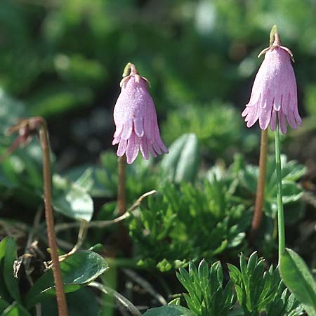 Soldanella pusilla / Dwarf Soldanella, Dwarf Snowbell, A Großglockner 4.8.2004