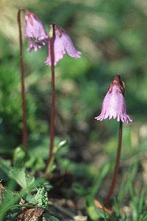 Soldanella pusilla / Dwarf Soldanella, Dwarf Snowbell, A Großglockner 4.8.2004