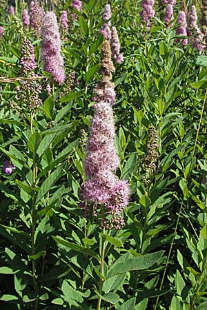 Spiraea x billardii \ Kolben-Spiere, Billards Spierstrauch / Billard's Meadowsweet, A Turrach 22.7.2007