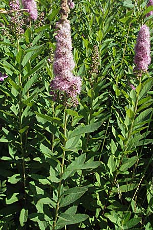 Spiraea x billardii \ Kolben-Spiere, Billards Spierstrauch / Billard's Meadowsweet, A Turrach 22.7.2007