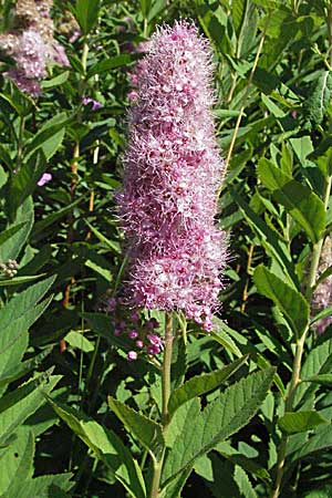 Spiraea x billardii \ Kolben-Spiere, Billards Spierstrauch / Billard's Meadowsweet, A Turrach 22.7.2007