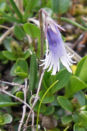 Soldanella pusilla / Dwarf Soldanella, Dwarf Snowbell, A Carinthia, Petzen 2.7.2010