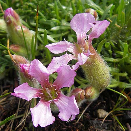 Saponaria pumila \ Niedriges Seifenkraut / Dwarf Soapwort, A Malta - Tal / Valley 19.7.2010