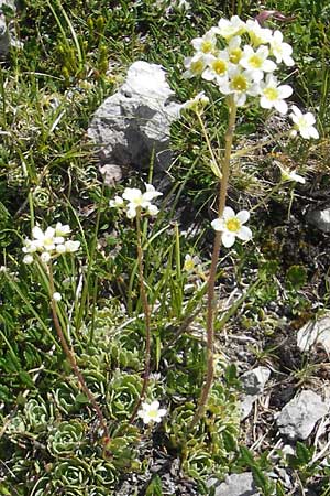 Saxifraga paniculata \ Rispen-Steinbrech, Trauben-Steinbrech / Livelong Saxifrage, A Dachstein 20.7.2010