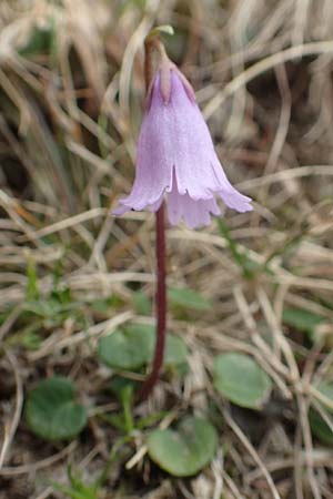 Soldanella pusilla / Dwarf Soldanella, Dwarf Snowbell, A Carinthia, Koralpe 21.5.2016