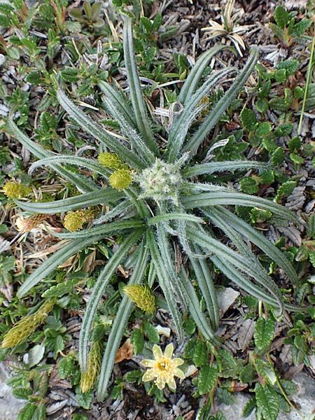 Saussurea pygmaea \ Zwerg-Alpenscharte / Dwarf Saussurea, A Trenchtling 3.7.2019