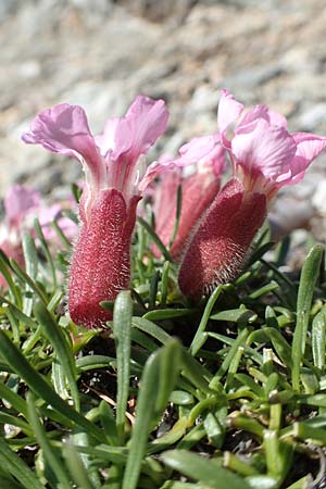 Saponaria pumila \ Niedriges Seifenkraut / Dwarf Soapwort, A Nockalmstraße Windebensee 10.7.2019