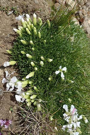 Saponaria pumila \ Niedriges Seifenkraut / Dwarf Soapwort, A Osttirol, Golzentipp 11.7.2019