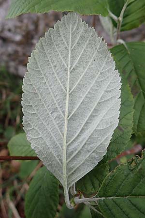 Sorbus pannonica ? \ Pannonische Mehlbeere / Pannonian Whitebeam, A Orthof am Semmering 29.6.2020