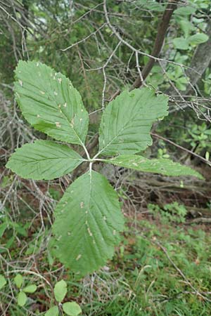 Sorbus pannonica ? \ Pannonische Mehlbeere / Pannonian Whitebeam, A Orthof am Semmering 29.6.2020