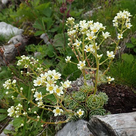 Saxifraga paniculata / Livelong Saxifrage, A Schneealpe 30.6.2020