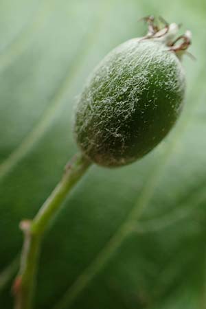 Sorbus pannonica ? \ Pannonische Mehlbeere / Pannonian Whitebeam, A Toplitz-See 6.7.2020