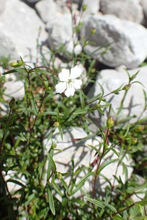 Silene pusilla \ Vierzhniger Strahlensame, Kleines Leimkraut, A Dachstein, Auretskar 7.7.2020