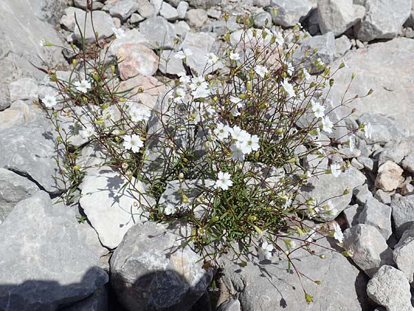 Silene pusilla \ Vierzhniger Strahlensame, Kleines Leimkraut / Alpine Catchfly, A Dachstein, Auretskar 7.7.2020