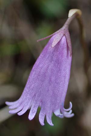 Soldanella pusilla \ Kleines Alpenglckchen / Dwarf Soldanella, Dwarf Snowbell, A Wölzer Tauern, Kleiner Zinken 26.6.2021