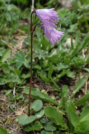 Soldanella pusilla \ Kleines Alpenglckchen / Dwarf Soldanella, Dwarf Snowbell, A Wölzer Tauern, Hoher Zinken 26.6.2021