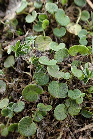 Soldanella pusilla \ Kleines Alpenglckchen / Dwarf Soldanella, Dwarf Snowbell, A Wölzer Tauern, Kleiner Zinken 26.6.2021