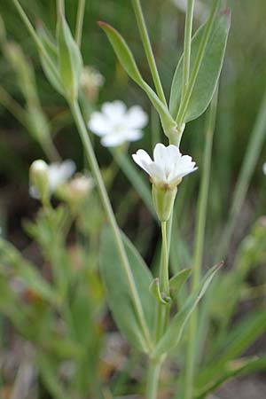 Silene rupestris \ Felsen-Leimkraut / Rock Campion, A Seckauer Tauern, Rosenkogel 30.6.2021