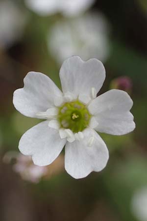 Silene rupestris \ Felsen-Leimkraut / Rock Campion, A Seckauer Tauern, Rosenkogel 30.6.2021