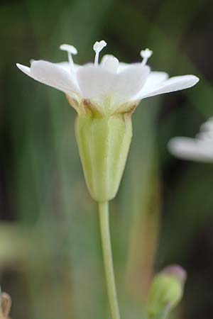 Silene rupestris \ Felsen-Leimkraut, A Seckauer Tauern, Rosenkogel 30.6.2021