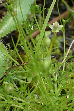 Sagina procumbens \ Niederliegendes Mastkraut, A Seckauer Tauern, Brandstätter Törl 1.7.2021