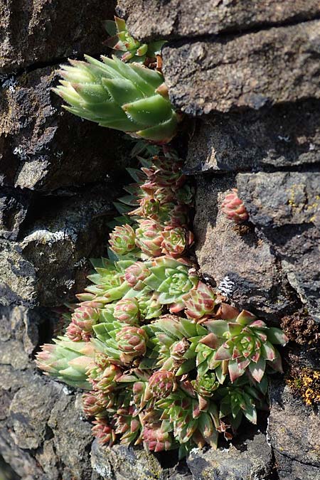 Sempervivum globiferum subsp. hirtum \ Behaarte Fransenhauswurz / Hairy Hen-and-Chicks, A Kraubath (Mur) 25.7.2021