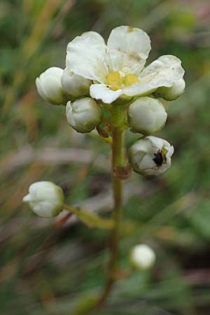 Saxifraga paniculata \ Rispen-Steinbrech, Trauben-Steinbrech / Livelong Saxifrage, A Niedere Tauern, Sölk-Pass 26.7.2021