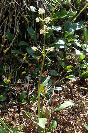 Valeriana celtica subsp. norica \ Norischer Speik, Norischer Baldrian, A Niedere Tauern, Sölk-Pass 26.7.2021