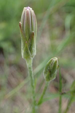 Scorzonera purpurea \ Purpur-Schwarzwurzel / Purple Viper's Grass, A Perchtoldsdorf 7.5.2022