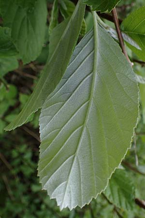 Sorbus pannonica ? \ Pannonische Mehlbeere / Pannonian Whitebeam, A Perchtoldsdorf 7.5.2022